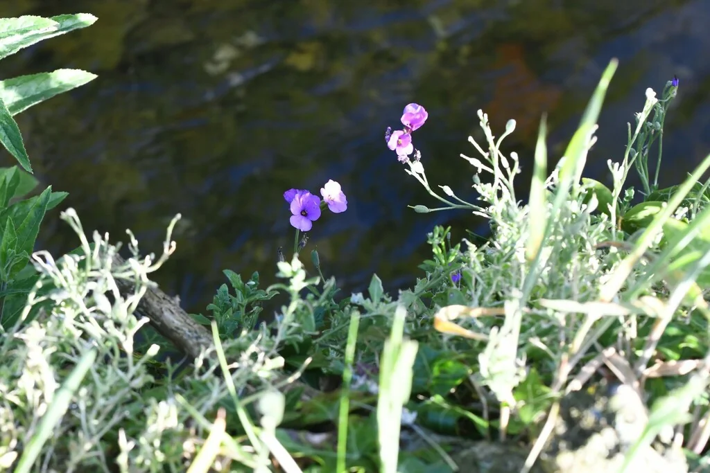 Aubrieta Deltoidea