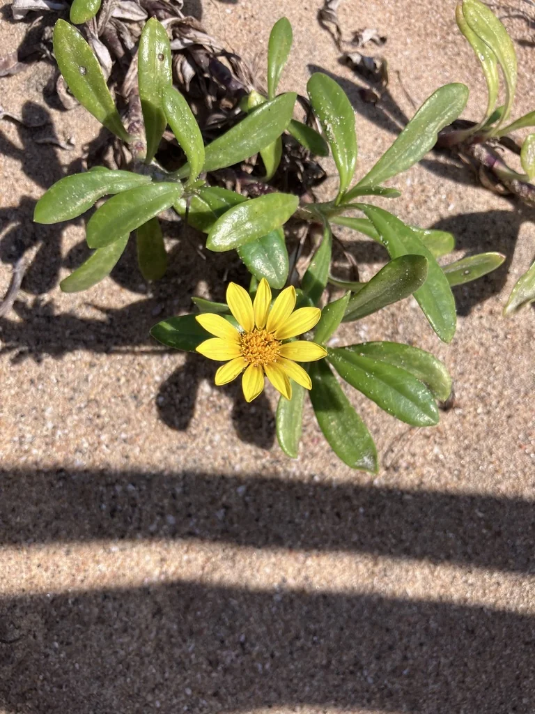 Gazania Rigens