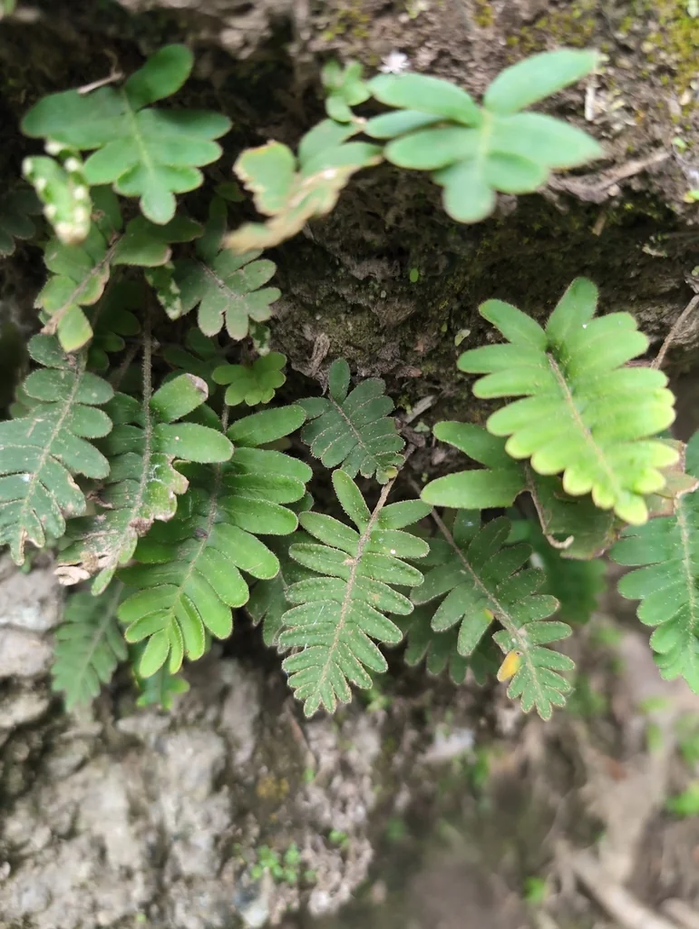 Pleopeltis polypodioides