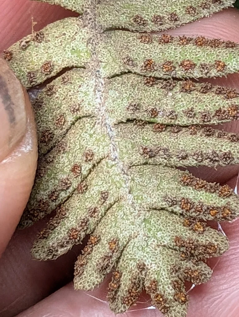 Pleopeltis polypodioides