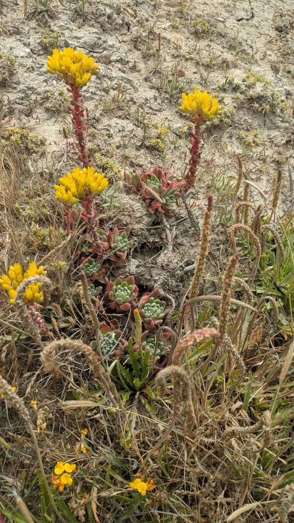 Dudleya Caespitosa