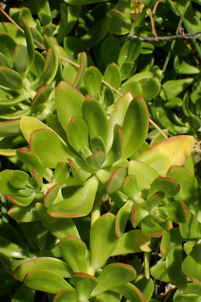 Sedum Praealtum