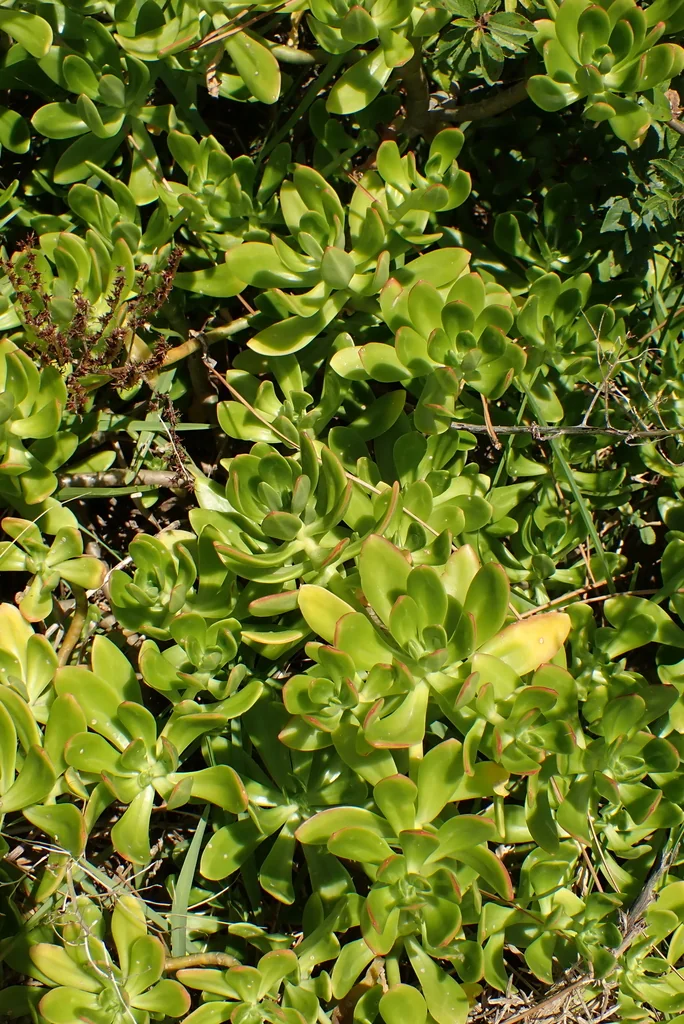 Sedum Praealtum