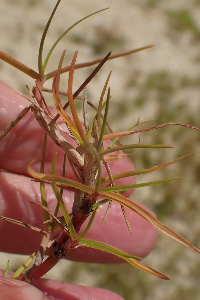 Paspalum vaginatum