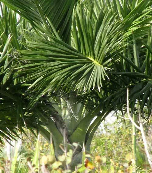 Pseudophoenix Sargentii