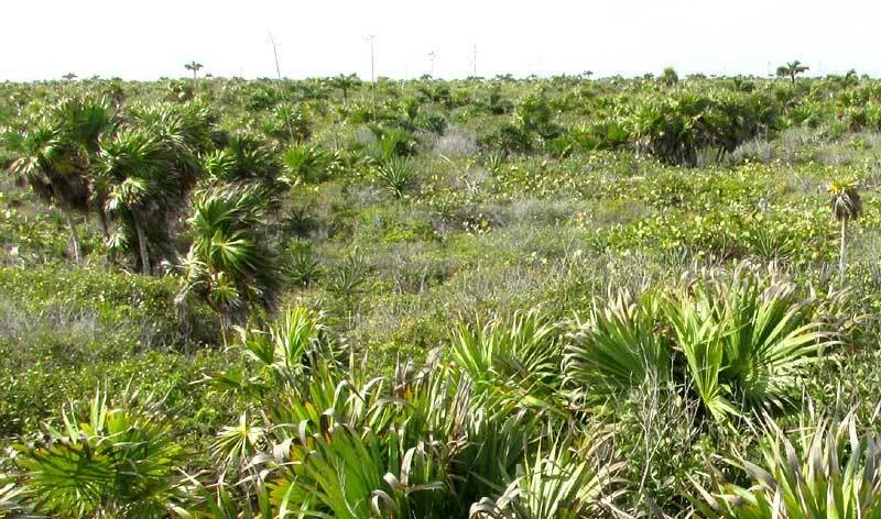 Pseudophoenix Sargentii