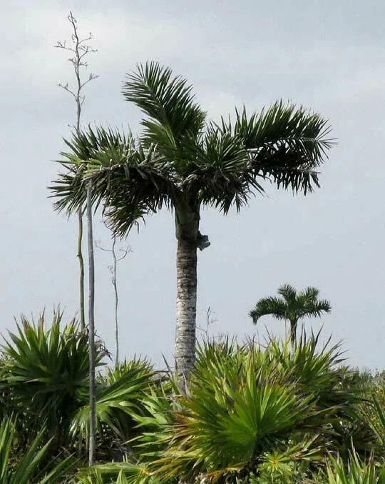 Pseudophoenix Sargentii