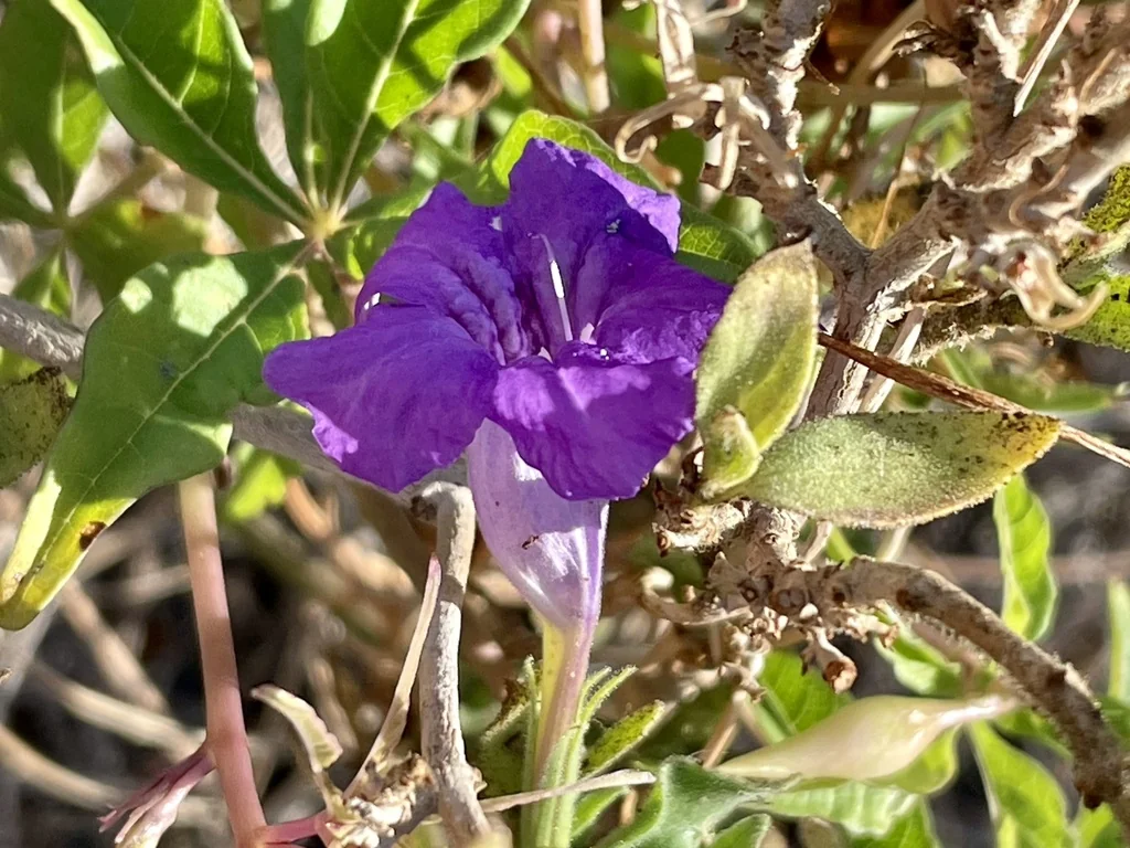 Ruellia Californica