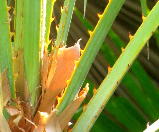 Acoelorrhaphe wrightii