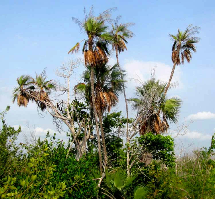 Acoelorrhaphe wrightii