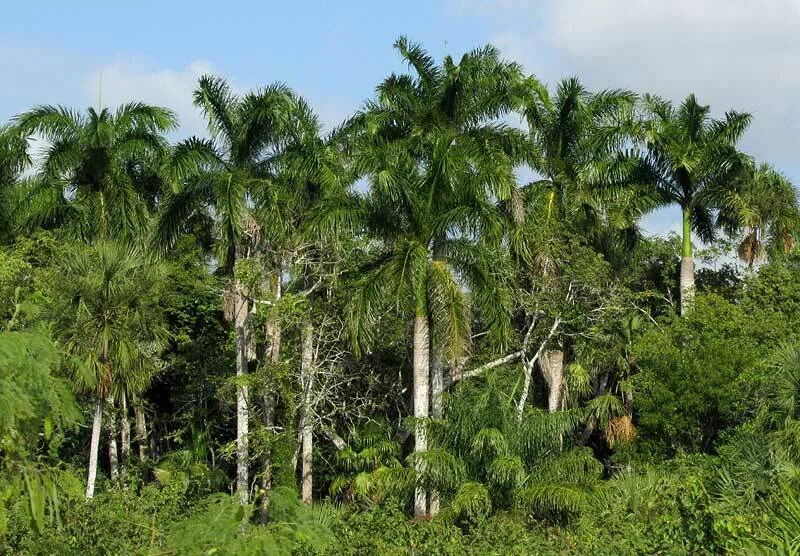 Roystonea Regia