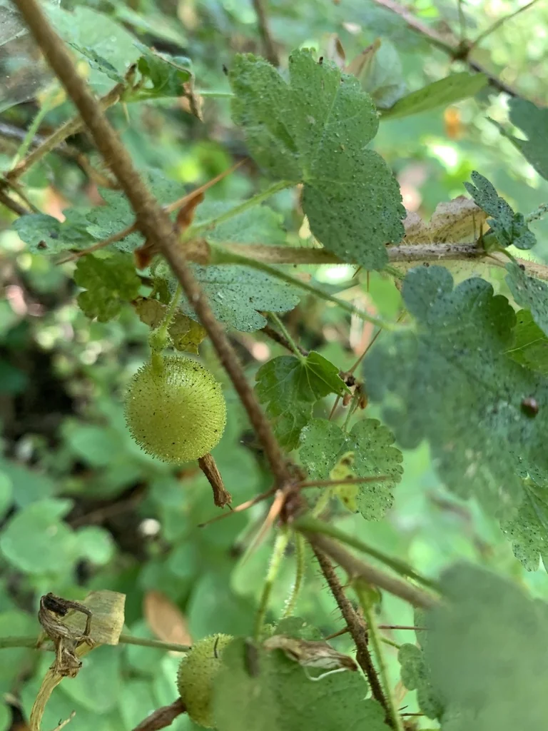 Ribes Menziesii