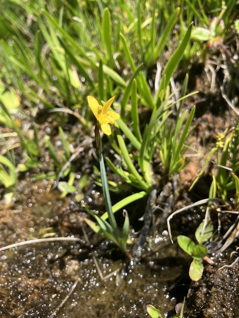 Sisyrinchium Californicum