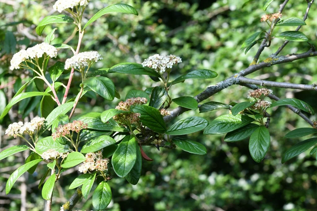 Cotoneaster Salicifolius