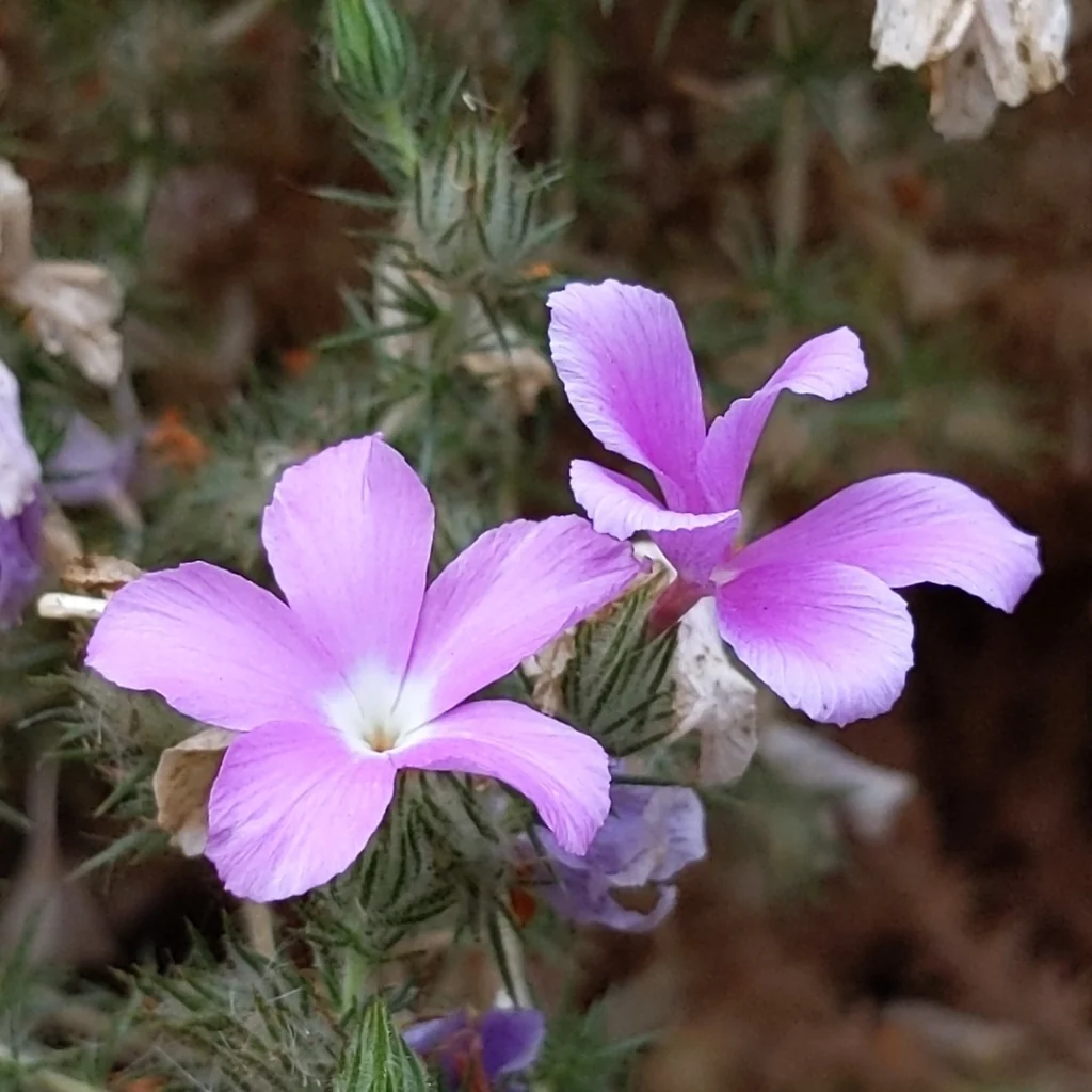 Linanthus Californicus