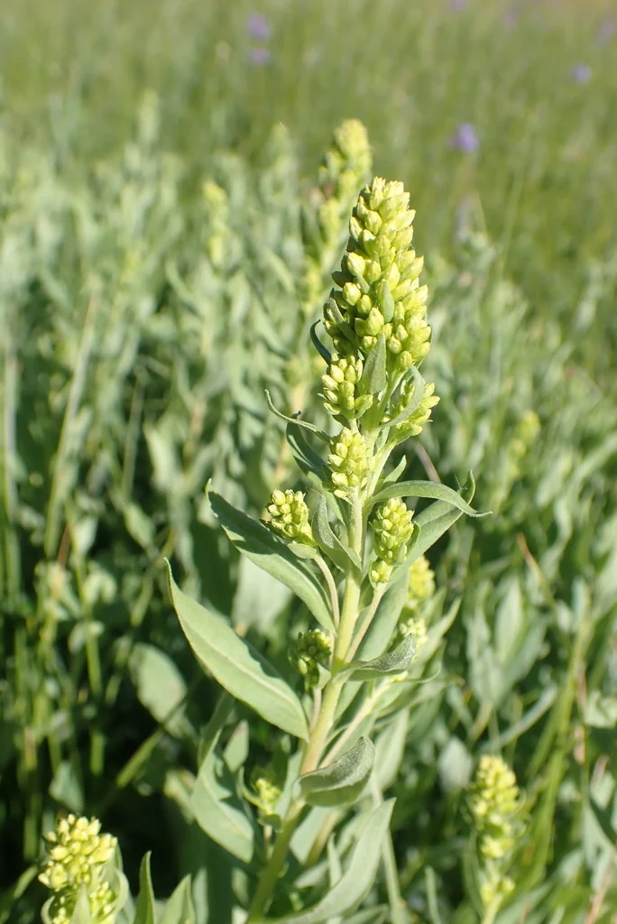 Solidago Canadensis Ssp. Elongata