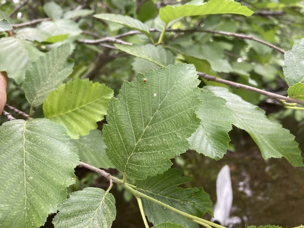 Alnus Incana Ssp. Tenuifolia