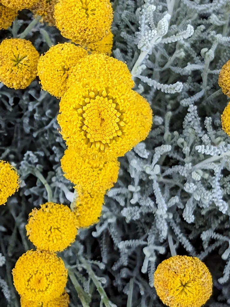 Santolina Chamaecyparissus