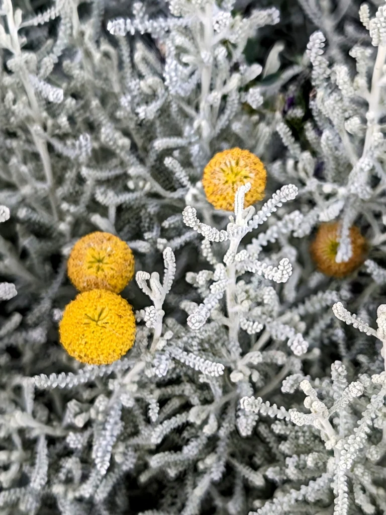 Santolina Chamaecyparissus
