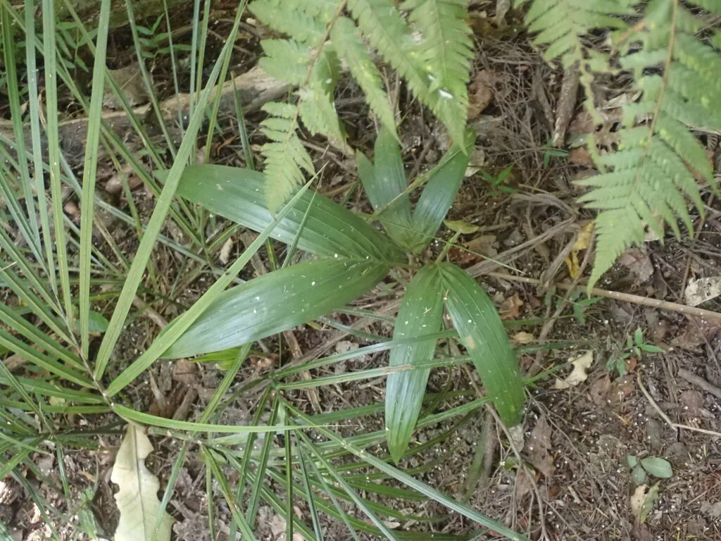 Archontophoenix Cunninghamiana