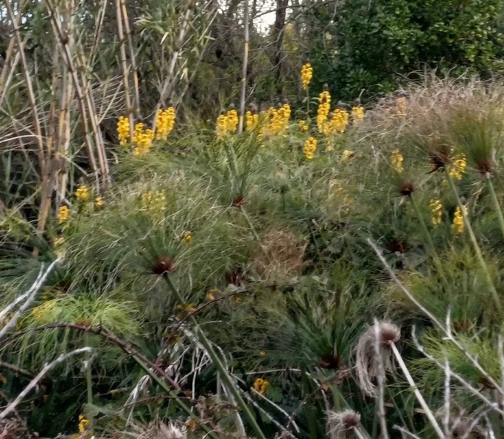 Senna Didymobotrya