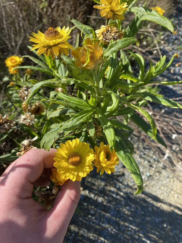 Bracteantha Bracteata