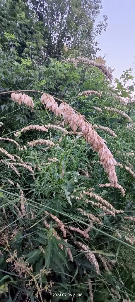 Melica Altissima