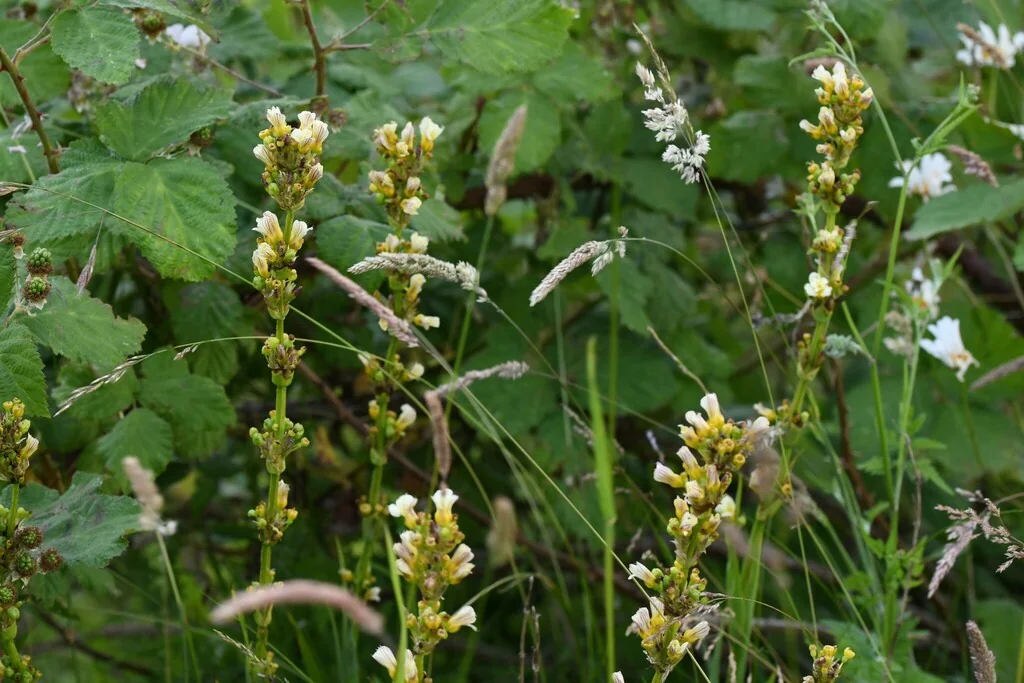 Sisyrinchium Striatum