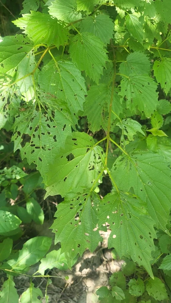 Viburnum Dentatum