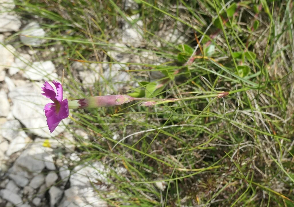 Dianthus Caryophyllus