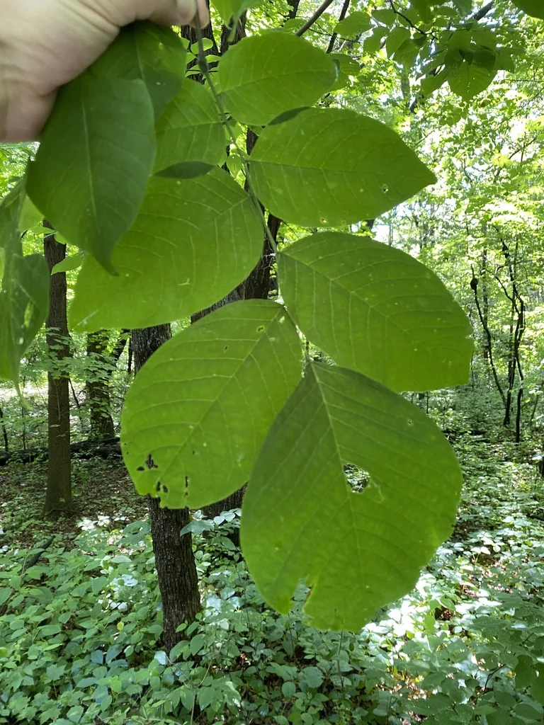 Cladrastis Kentukea
