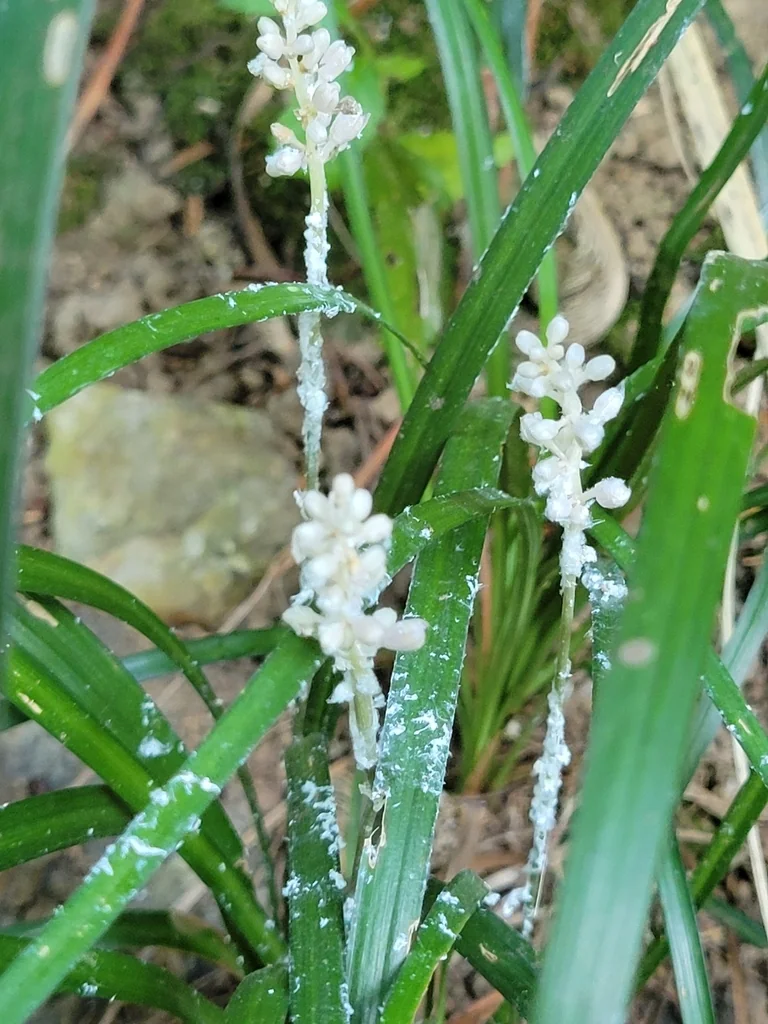 Liriope Spicata