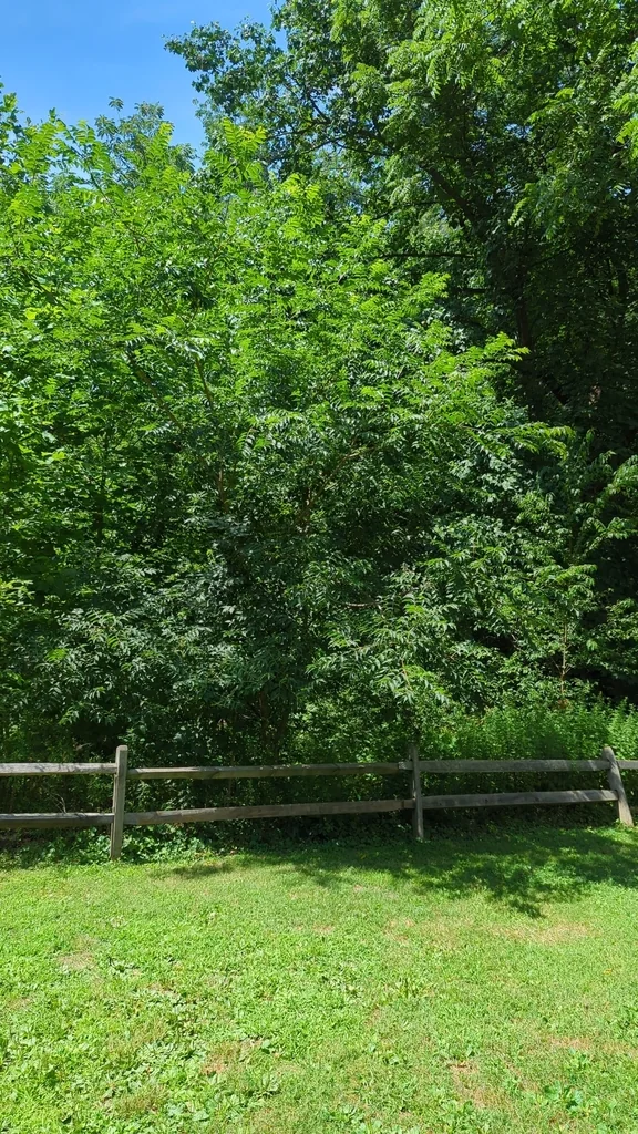 Phellodendron Amurense