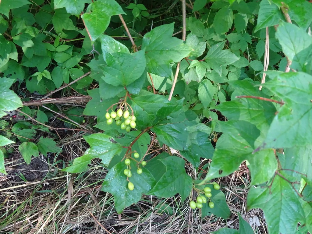 Viburnum Opulus Var. Americanum