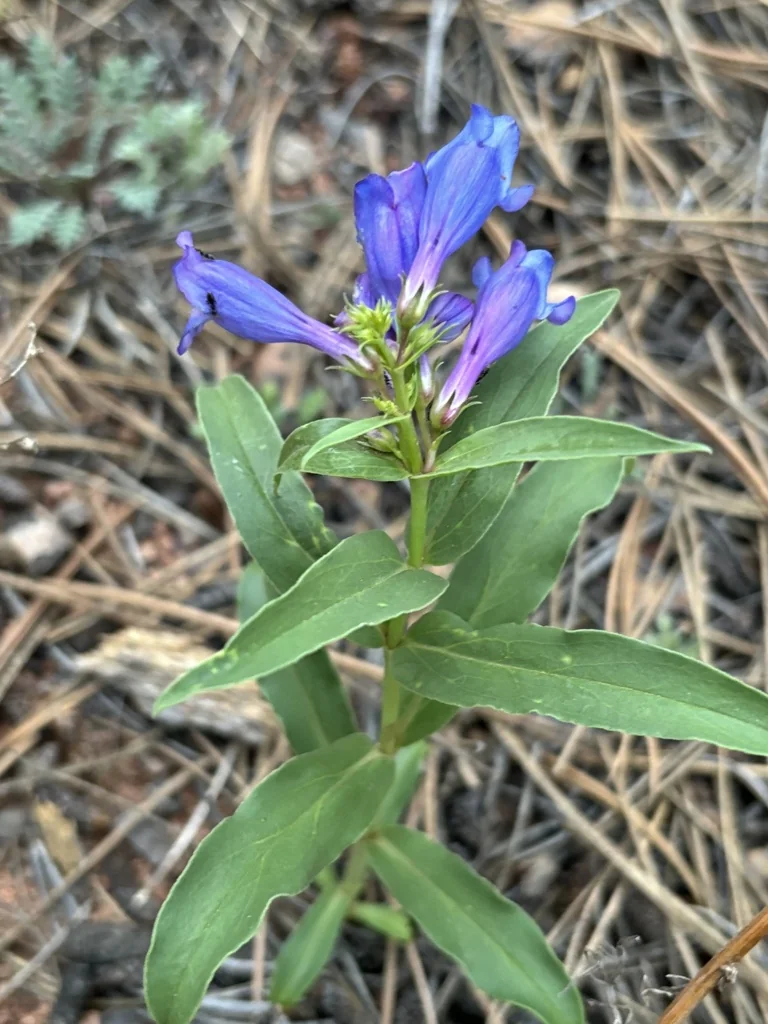 Penstemon Glaber