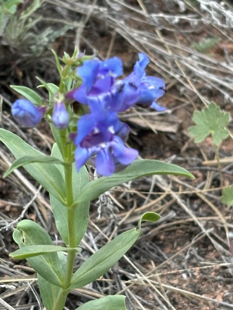 Penstemon Glaber