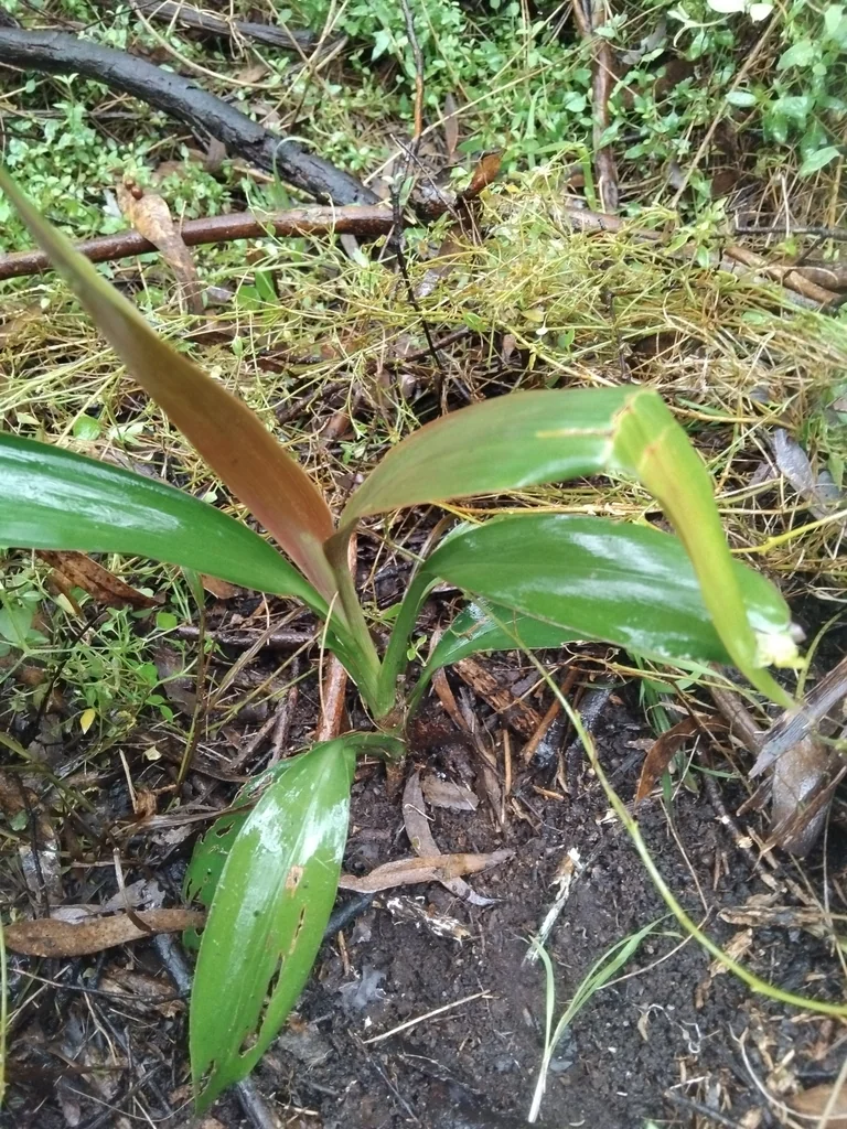 Cordyline Stricta
