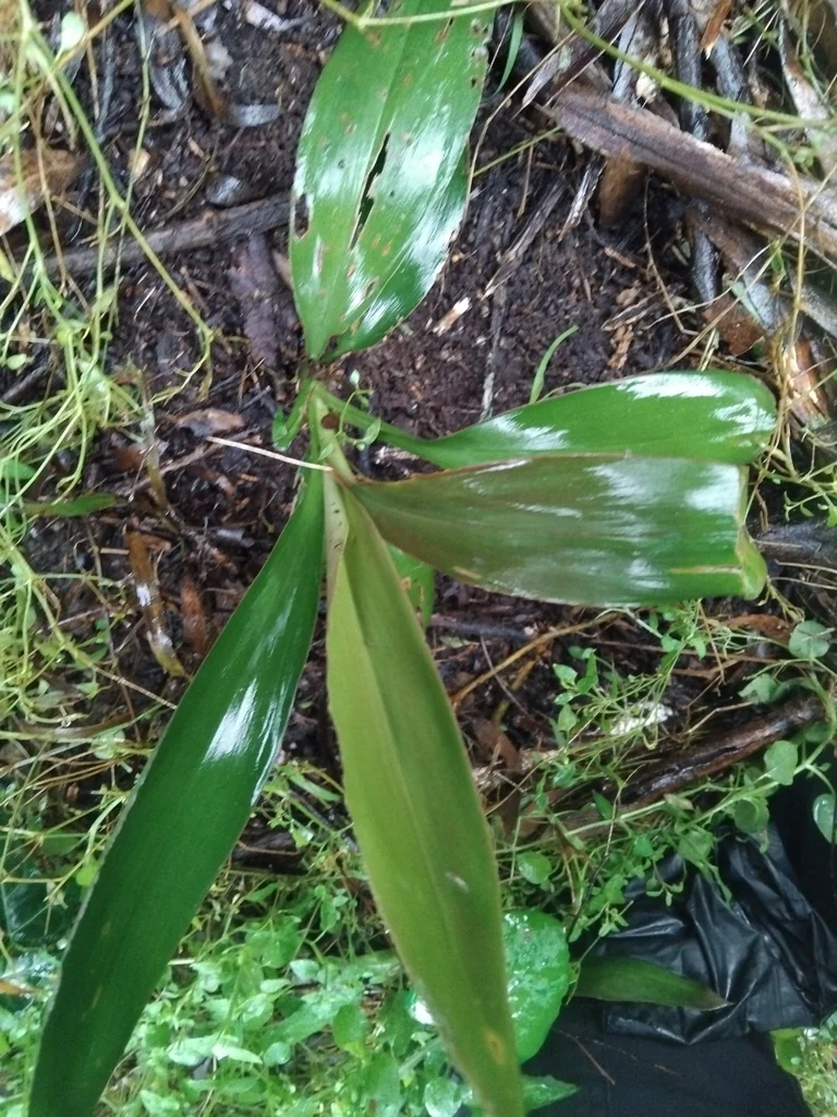 Cordyline Stricta