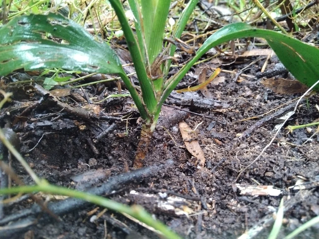 Cordyline Stricta