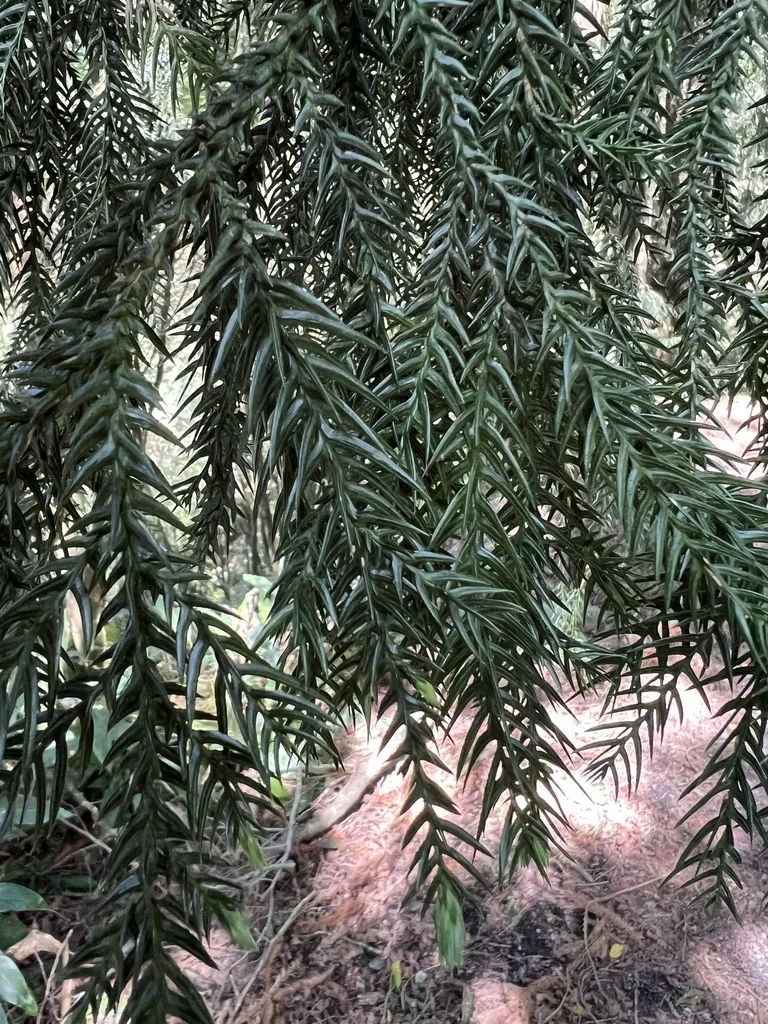 Taiwania Cryptomerioides