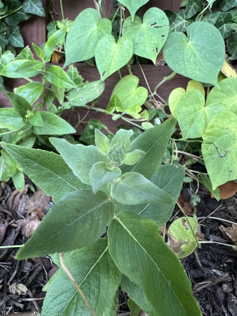 Pycnanthemum Muticum