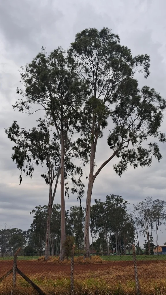 Eucalyptus Citriodora