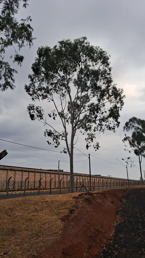 Eucalyptus Citriodora