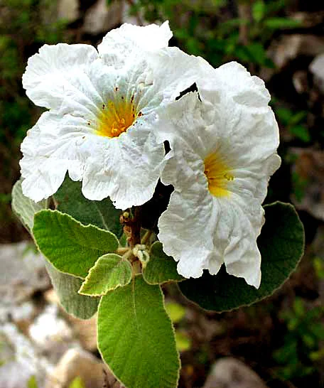 Cordia Boissieri