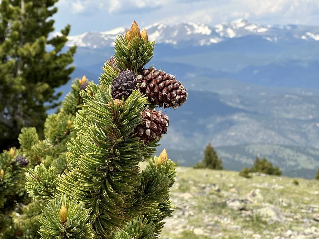 Pinus Aristata