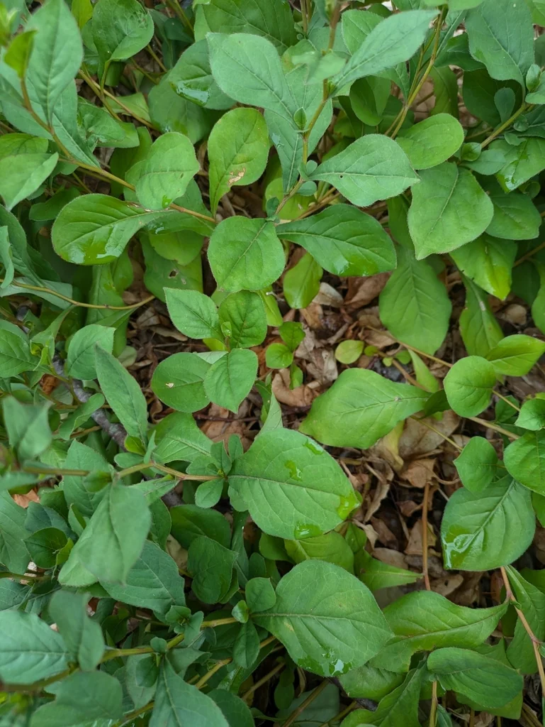 Ceratostigma Plumbaginoides