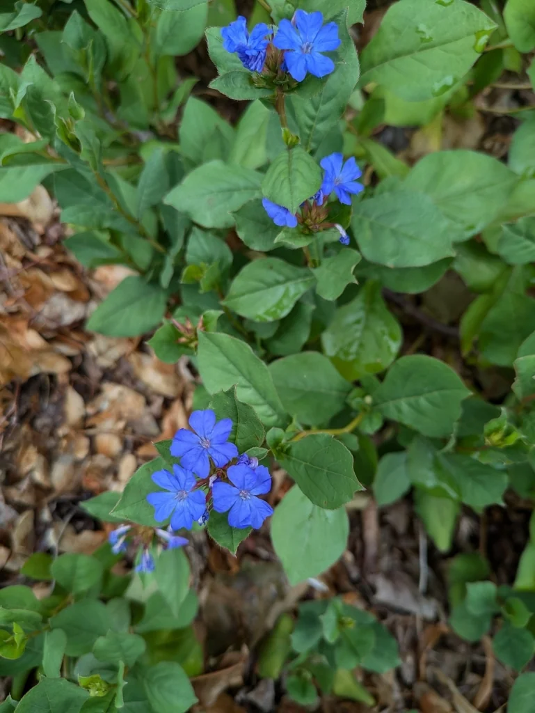 Ceratostigma Plumbaginoides