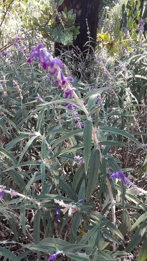 Salvia Leucantha