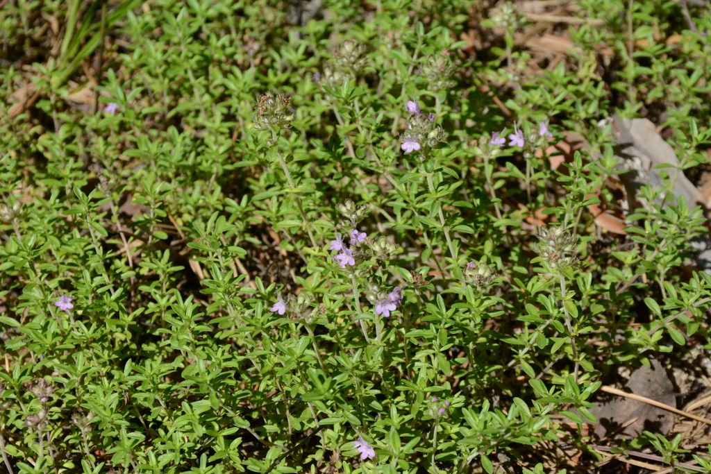 Thymus Serpyllum