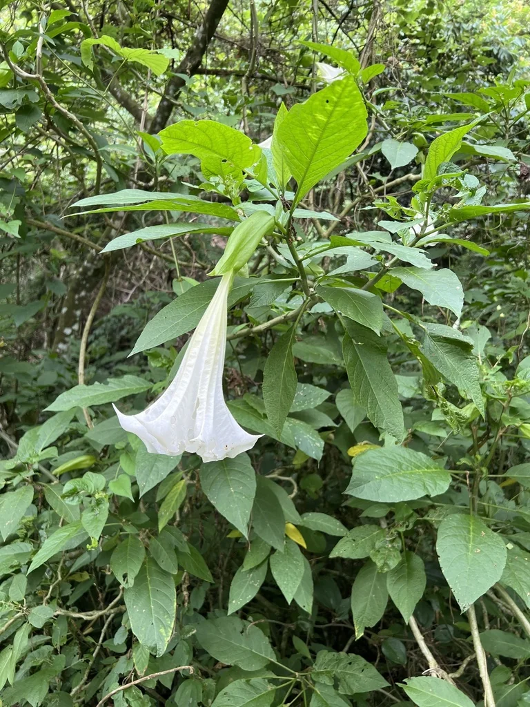 Brugmansia Suaveolens